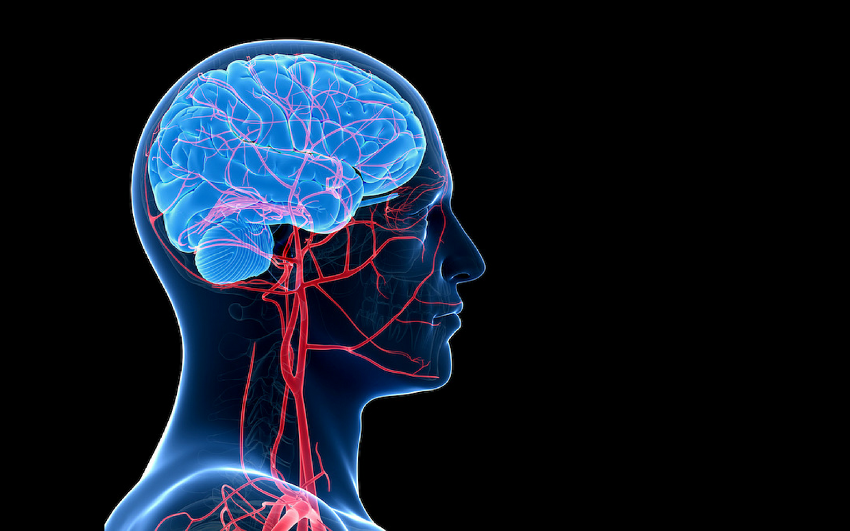 Видео сосудов головного мозга. Инсульт нервной системы. Медицинская визуализация центральной нервной системы. Сосуды шеи синий человек. Нейродегенеративные изменения головного мозга.